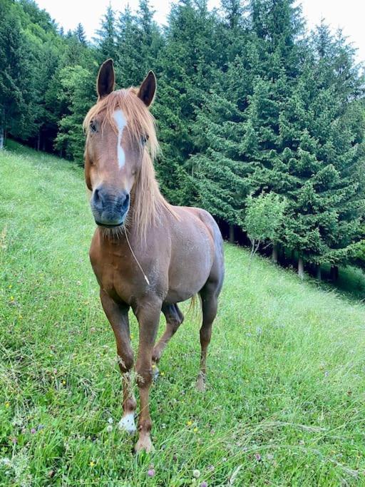 Androsace Appartement Dans Chalet Bois Avec Jacuzzi Privatif Terrasse Et Vue Montagne Les Villards-sur-Thônes エクステリア 写真